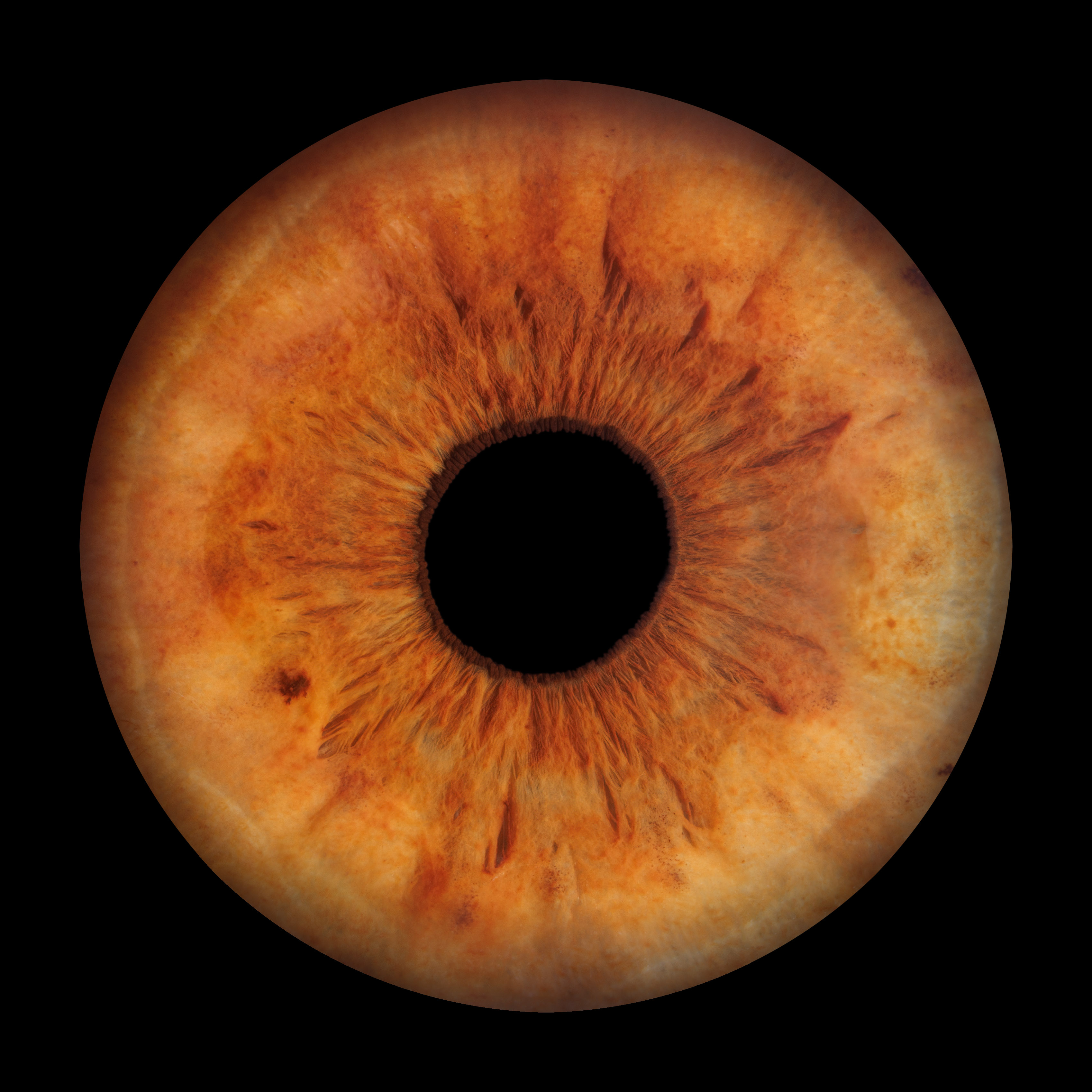 Ein Blick ins Auge – Experimente mit der Iris-Fotografie