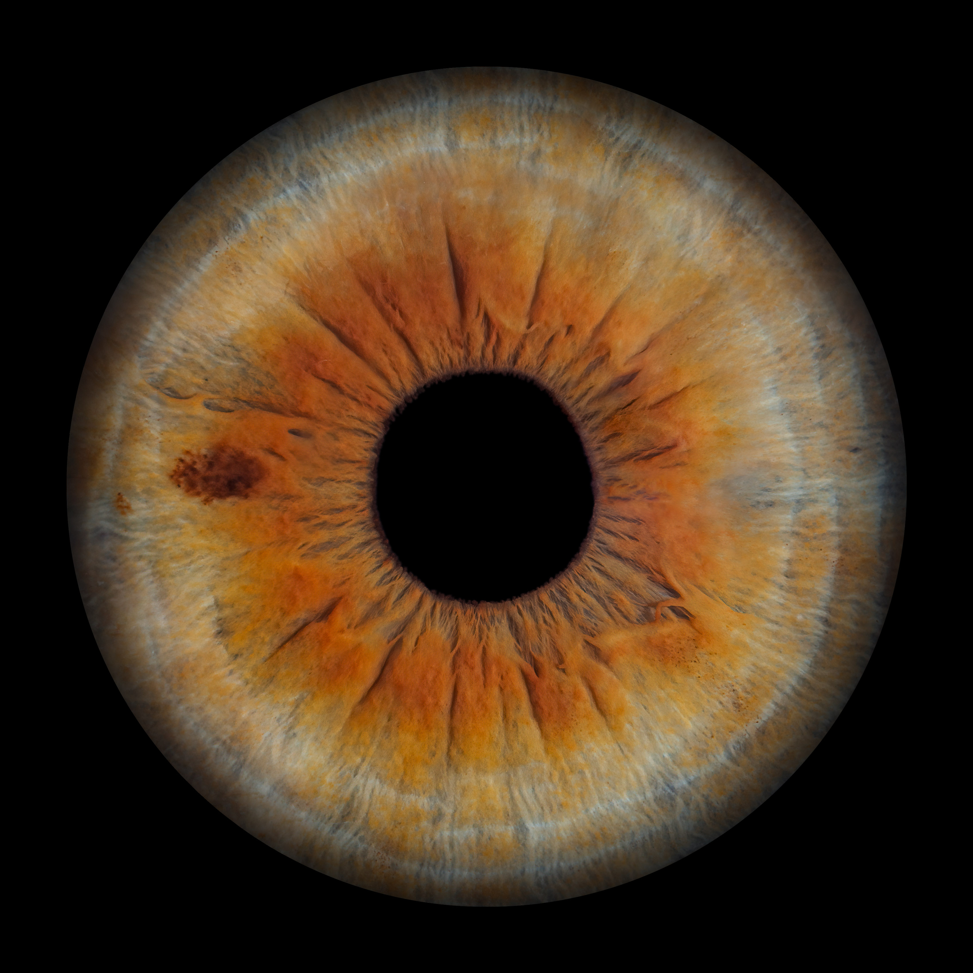 Iris in Grün und Orange