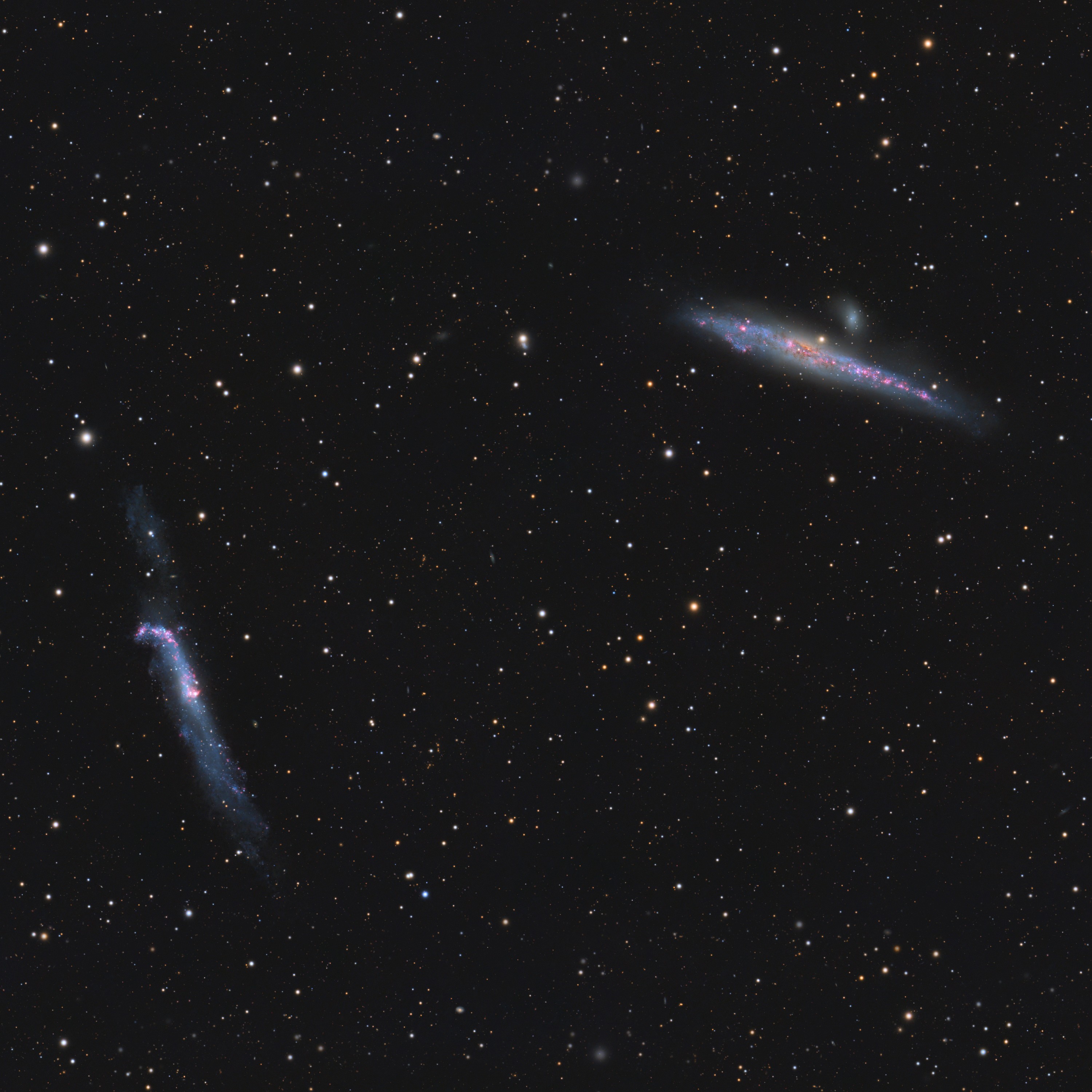 NGC 4656 + NGC 4631 - Die Wal und Brecheisengalaxie
